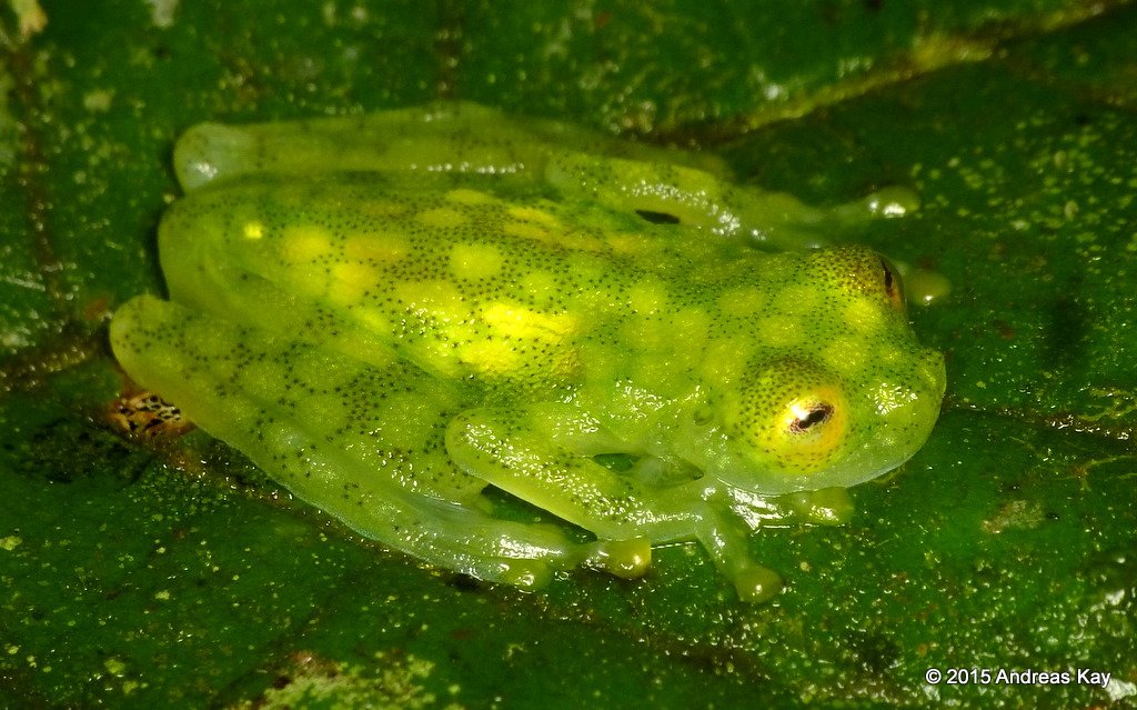 20843189688_11c64f5d1d_o 20843189688_11c64f5d1d_o