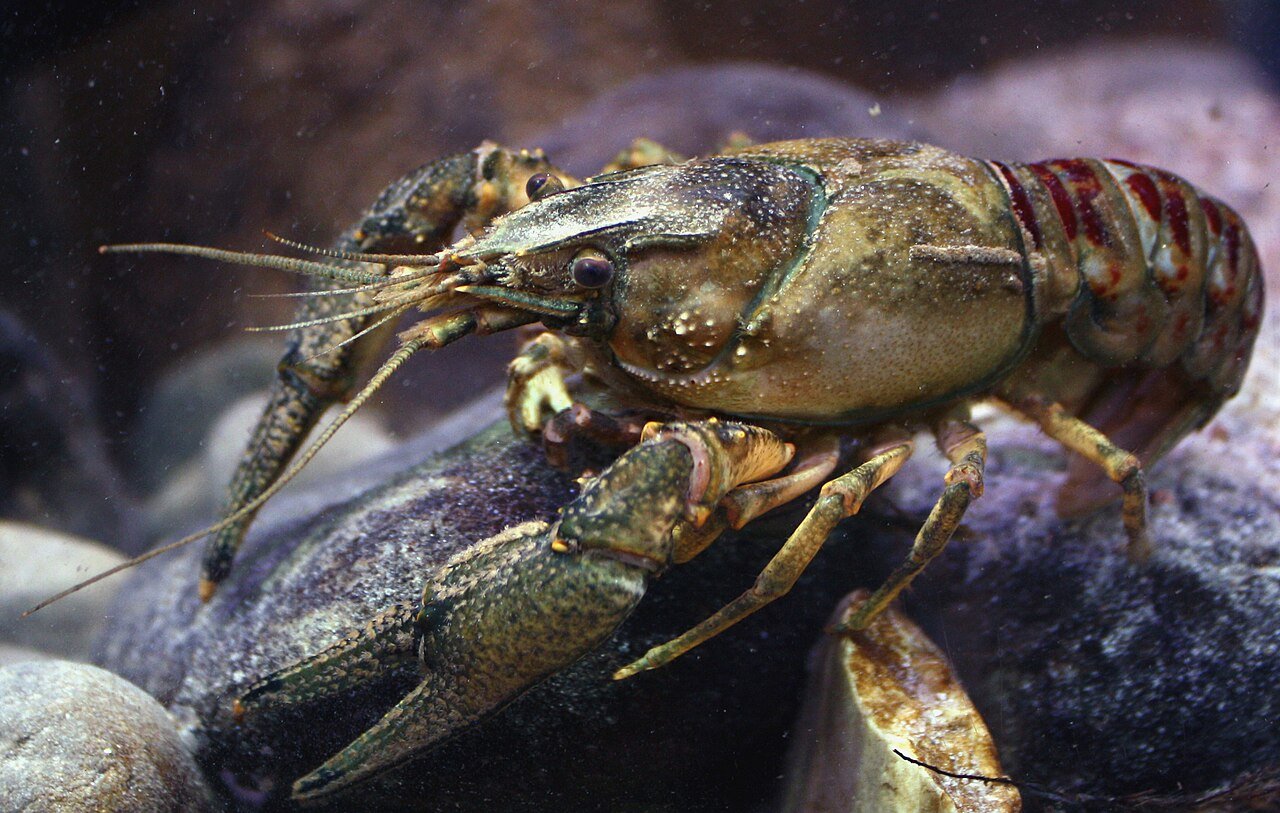 Kamberkrebs_spiny-cheek_crayfish_Orconectes_limosus_male