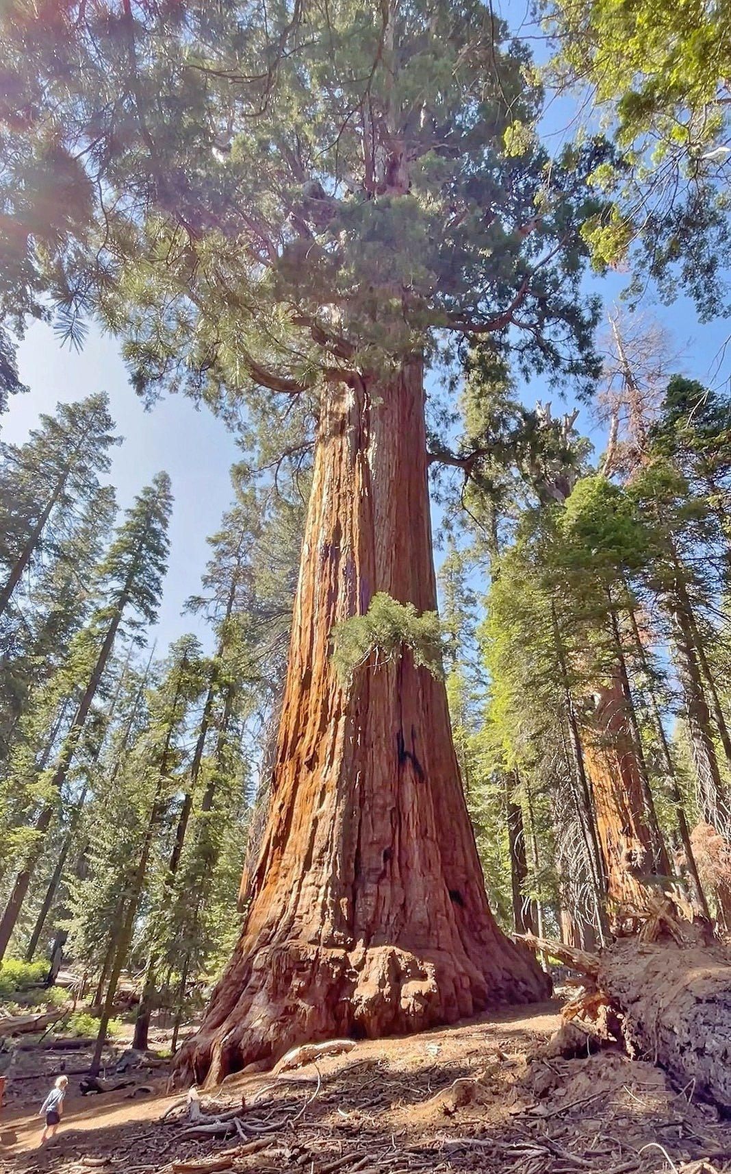 President_Tree,_Sequoia_National_Park_(July_2023)